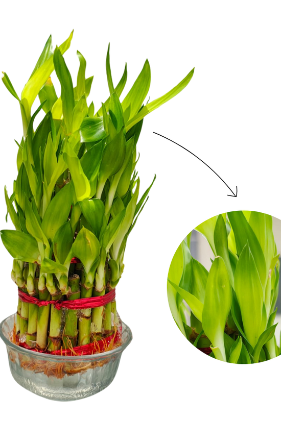 Top view of Lucky Bamboo 3 layer leaves showing dense green foliage