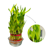 Bamboo plant in a glass container with a close-up inset on a white background