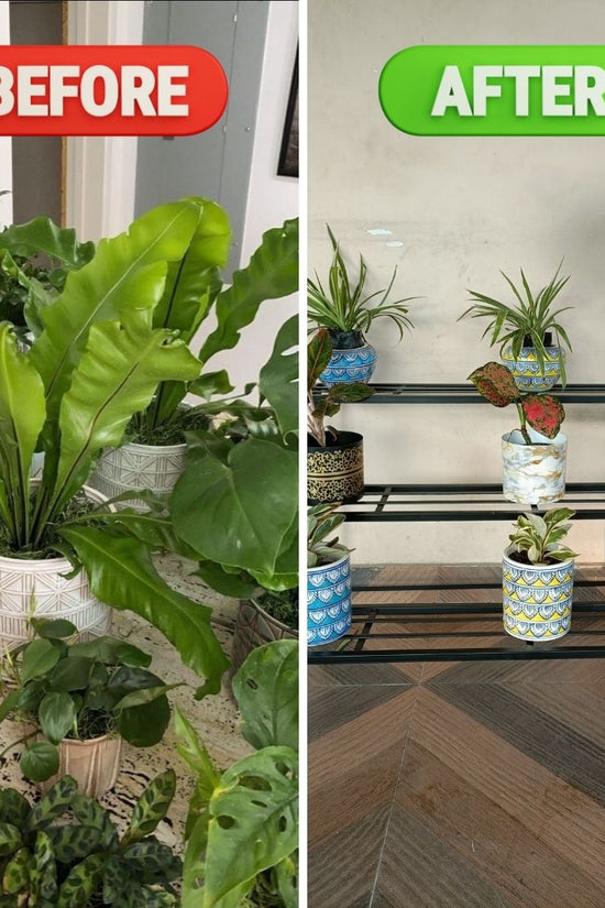 Before and after comparison of indoor plants in different pots on a staircase.