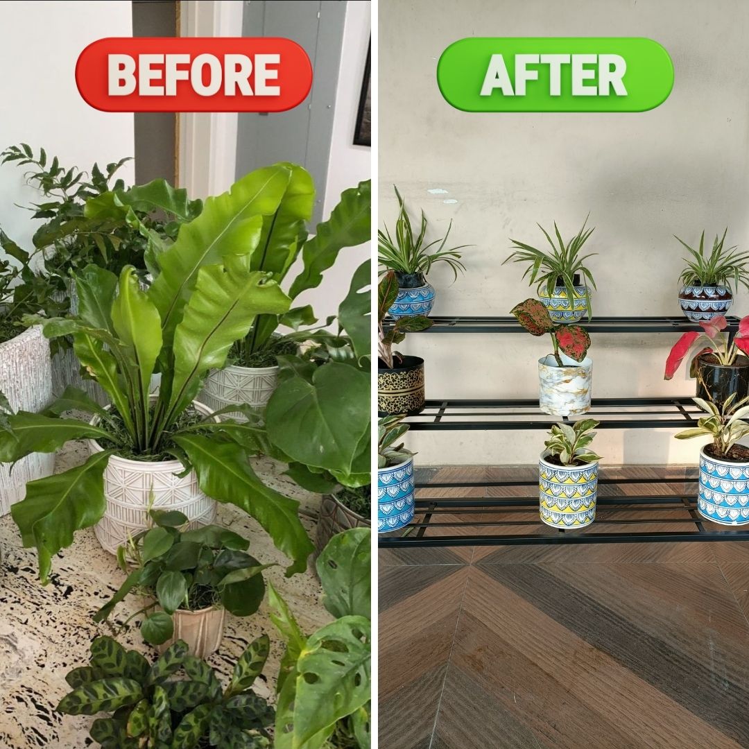 Before and after comparison of indoor plants in different pots on a staircase.