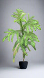 Foxtail Palm