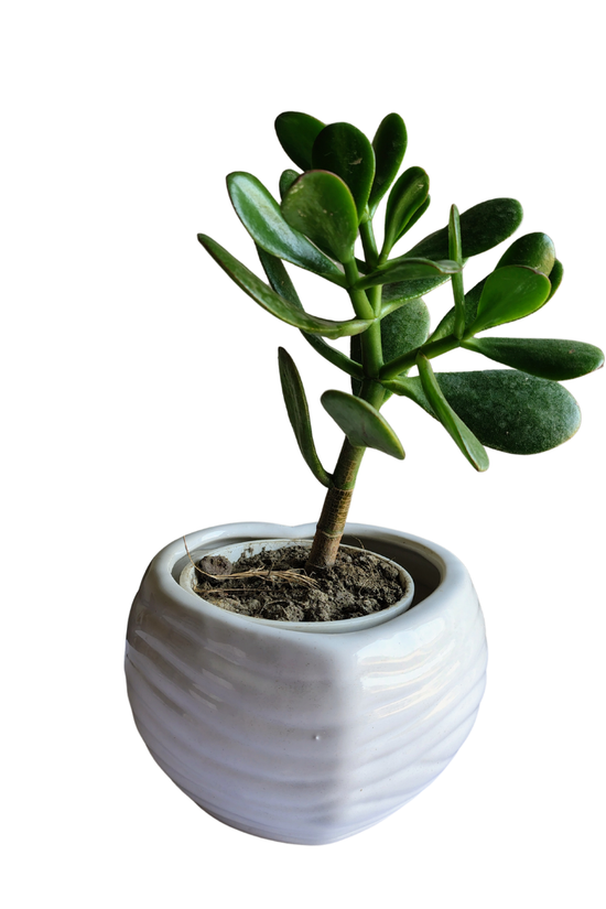 Heart-shaped white ceramic planter for indoor plants