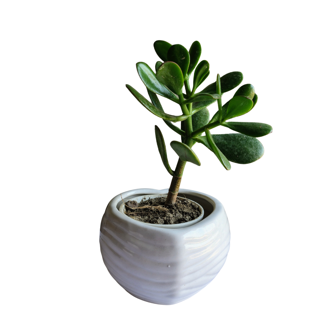 Heart-shaped white ceramic planter for indoor plants