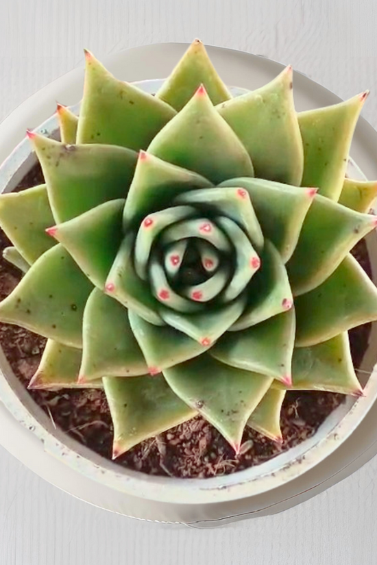 Sempervivum Tectorum – house leek
