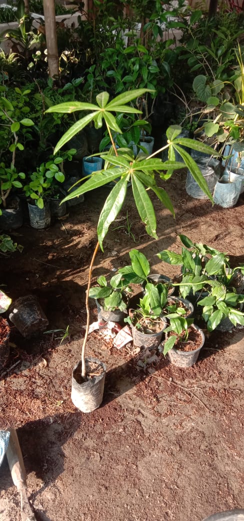 Akhrot tree sapling for cultivation
