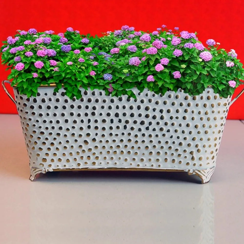 Ivory Rectangle Pots with Golden Dots for Home Gardening