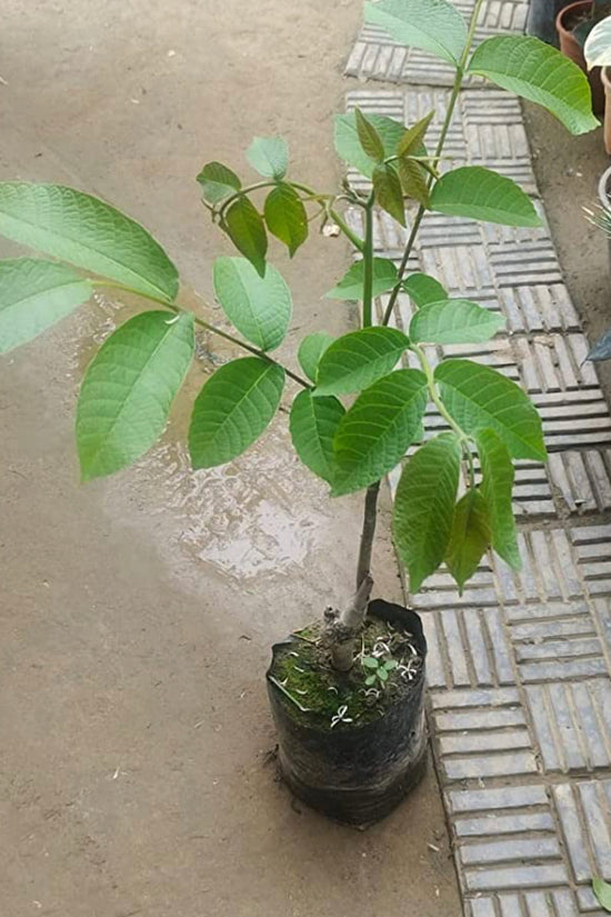 Akhrot tree sapling for cultivation
