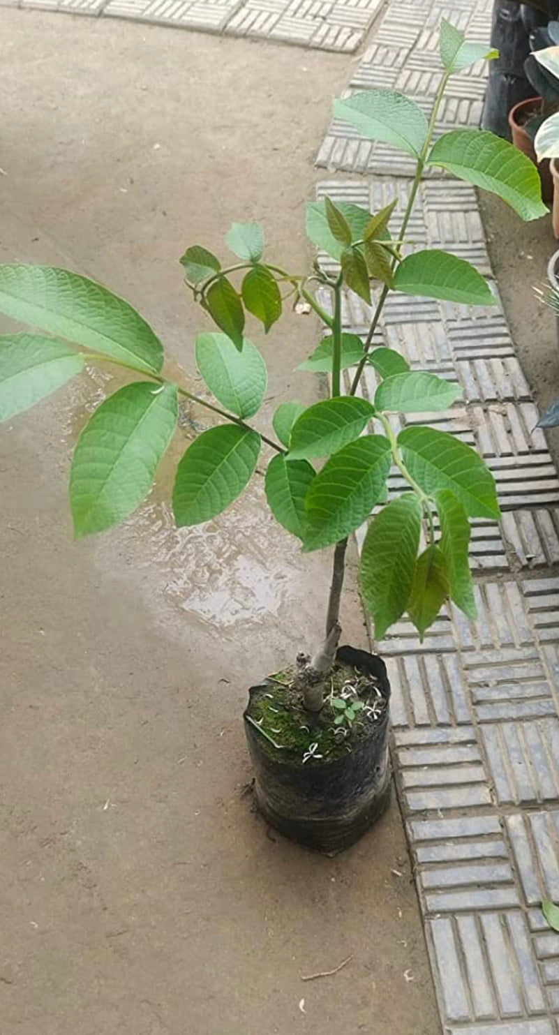 Akhrot tree sapling for cultivation
