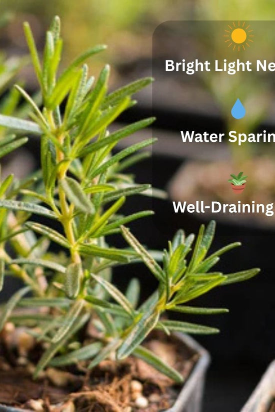 Potted plant with care instructions on a blurred background