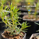 Potted plant with care instructions on a blurred background