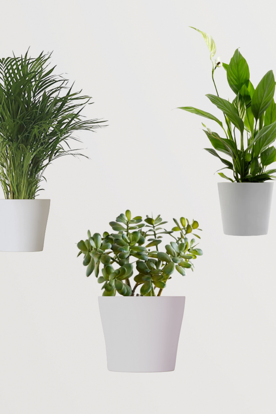 Lucky plants combo for positivity
