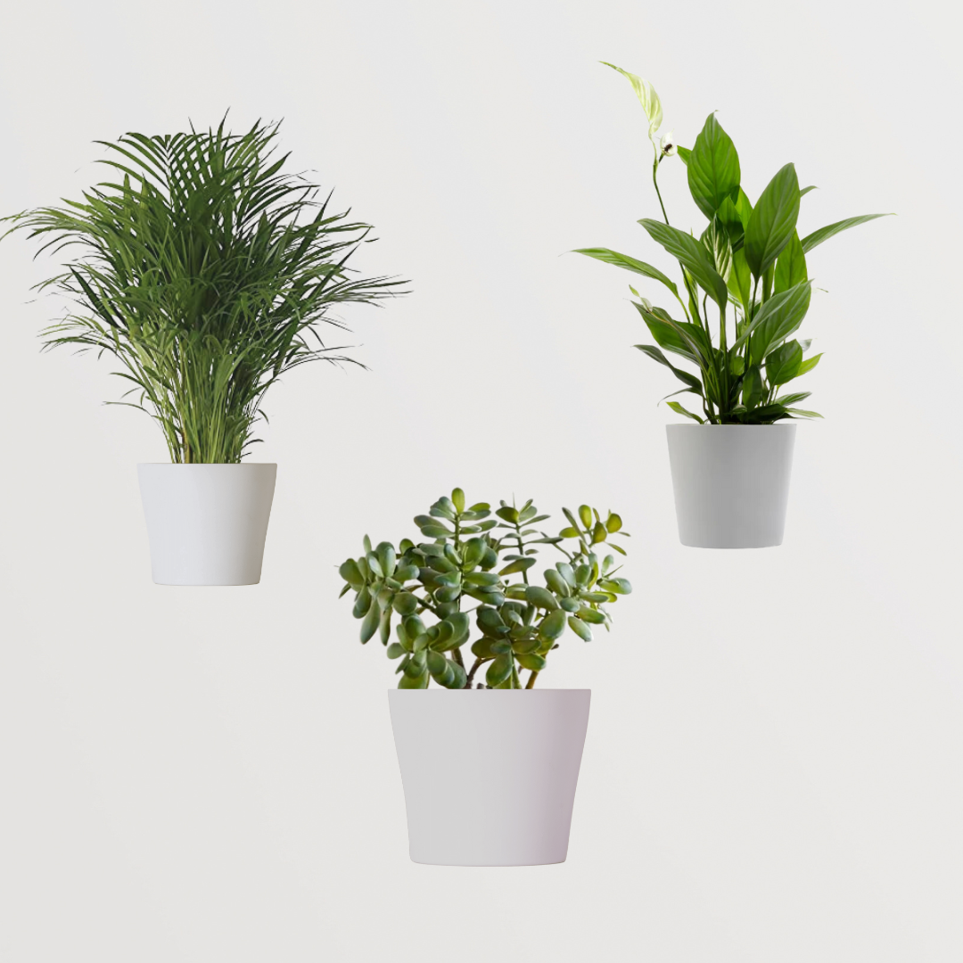 Lucky plants combo for positivity
