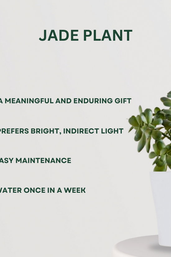 Lucky plants combo for positivity
