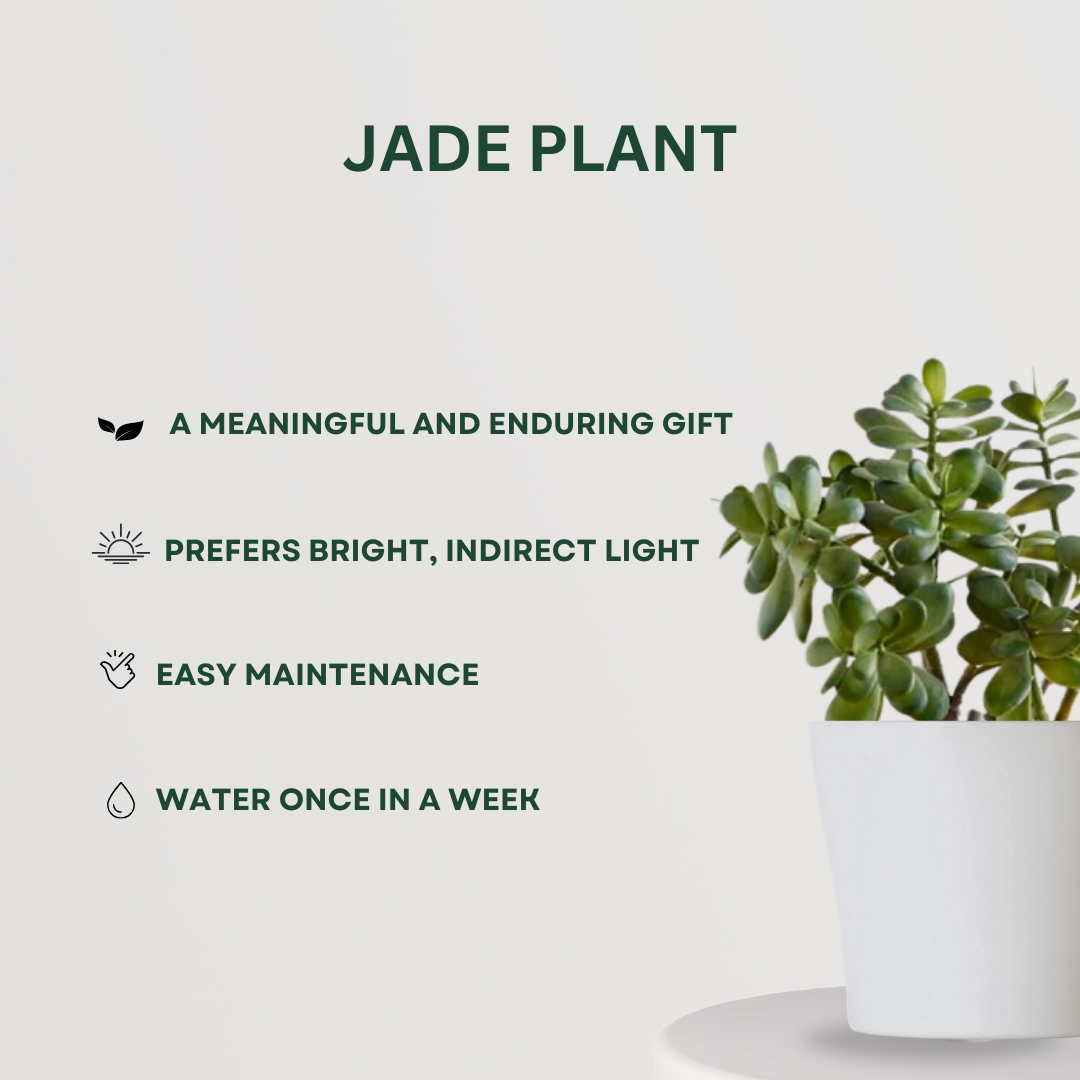 Lucky plants combo for positivity
