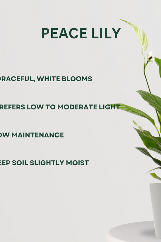 Lucky plants combo for positivity
