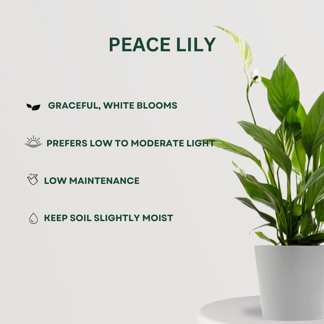 Lucky plants combo for positivity
