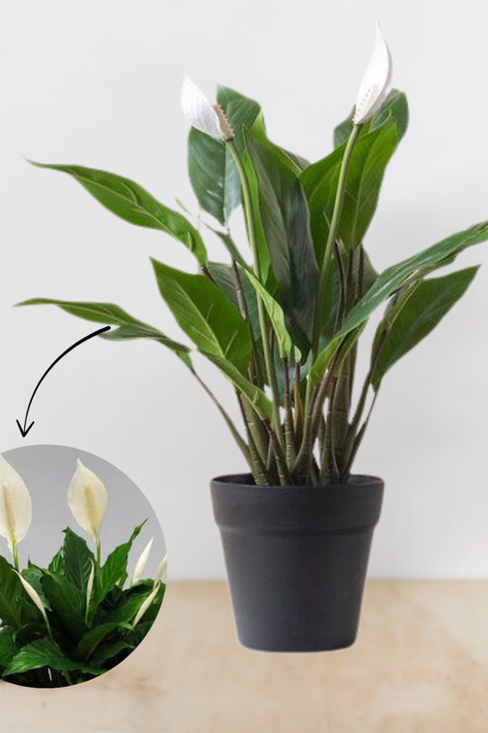 Potted plant with a close-up inset showing its flowers on a light background