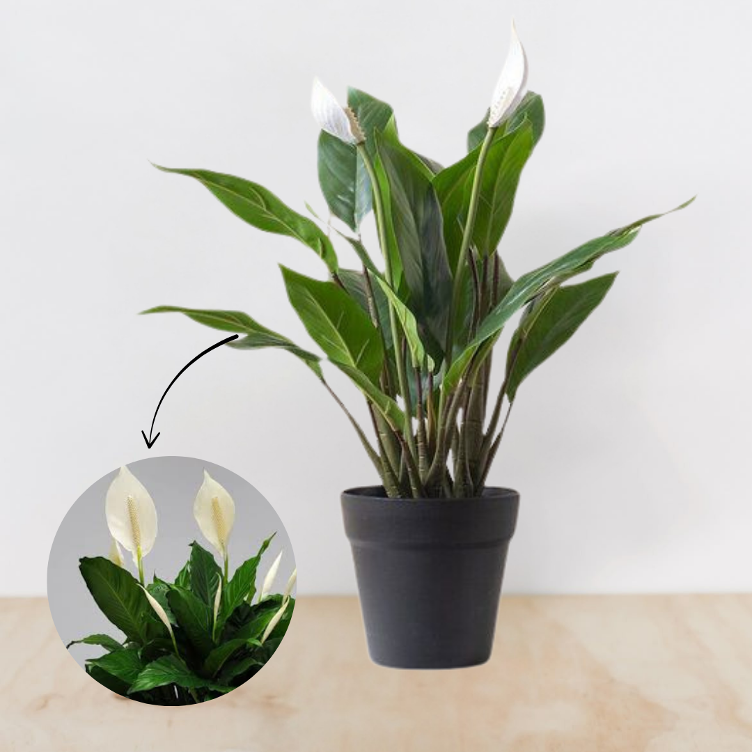Potted plant with a close-up inset showing its flowers on a light background