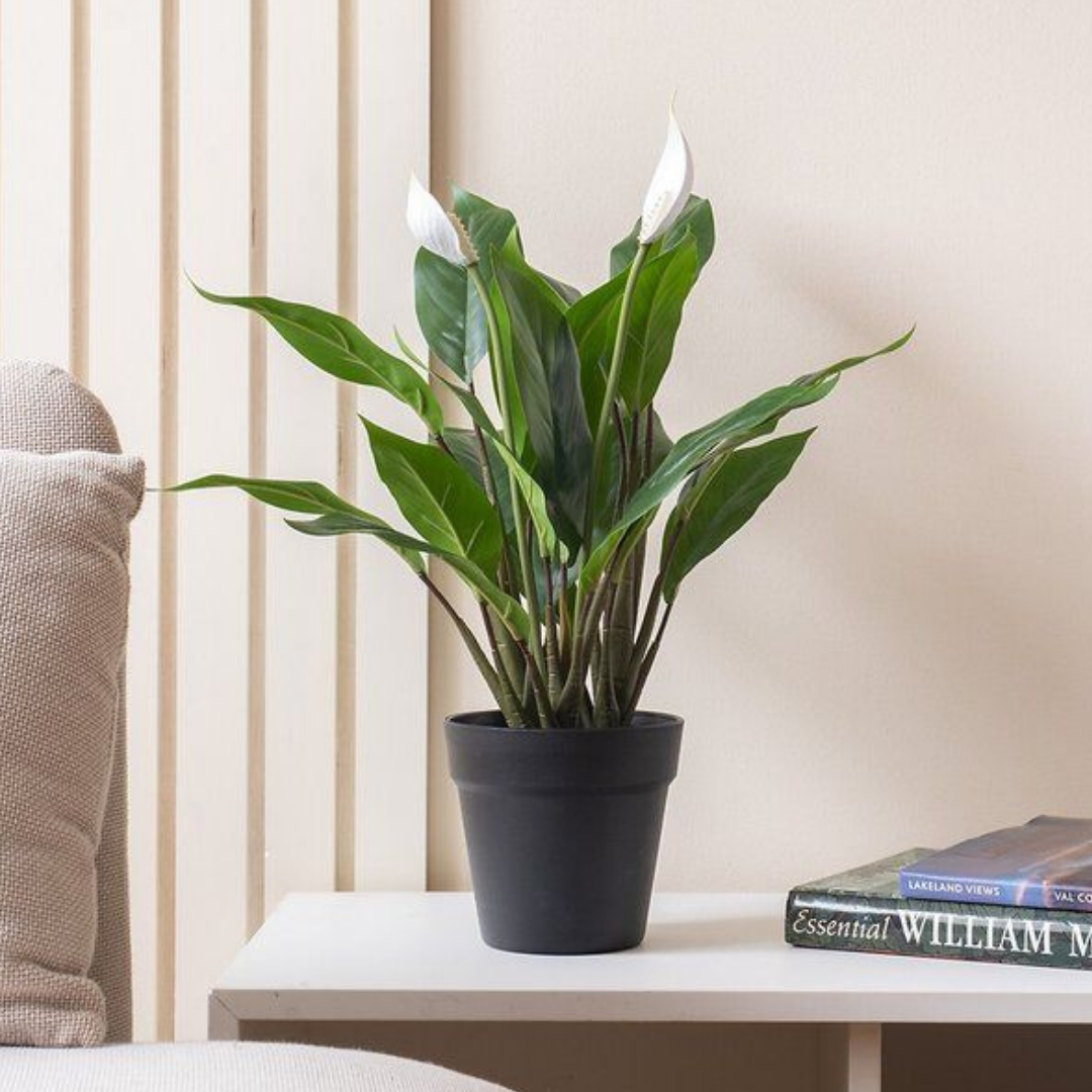 Potted plant on a table with books in a living room setting