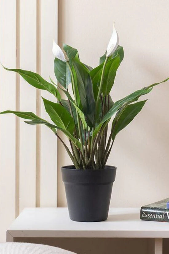 Peace & Prosperity Combo (Jade, Peace Lily, Snake plant)
