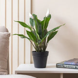 Fresh Aura Set (Peace Lily,Syngonium,Aglaonema)