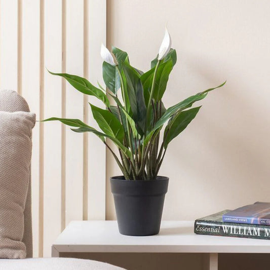 Fresh Air Trio (Spider Plant, Snake Plant, Peace Lily)