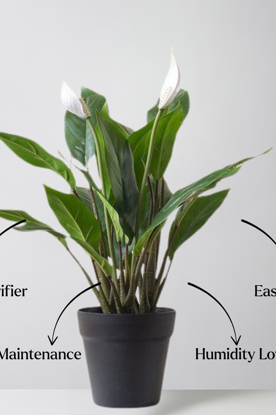 Potted plant with text labels on a white background