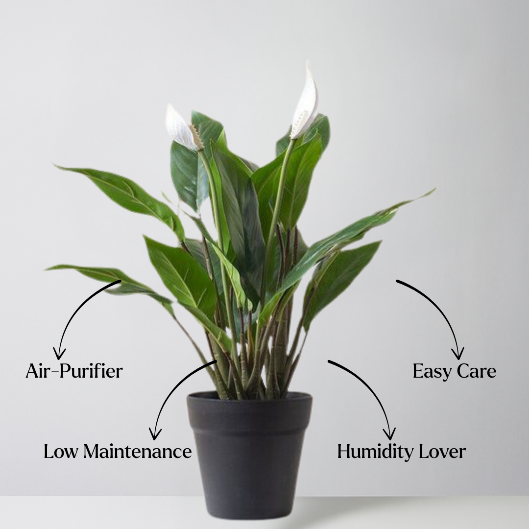 Potted plant with text labels on a white background