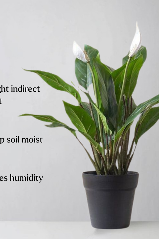 Potted plant with care instructions on a plain background