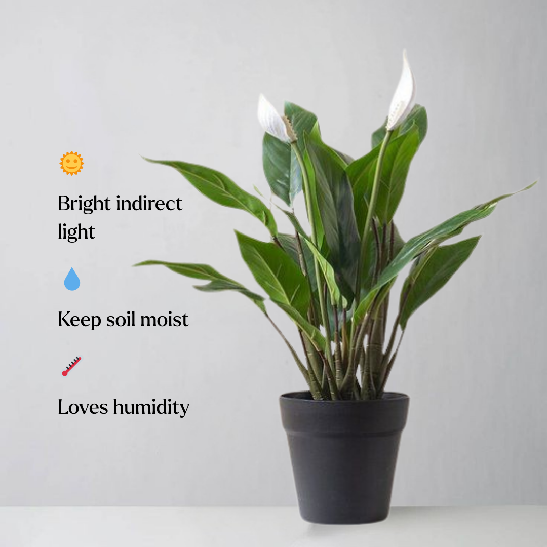 Potted plant with care instructions on a plain background