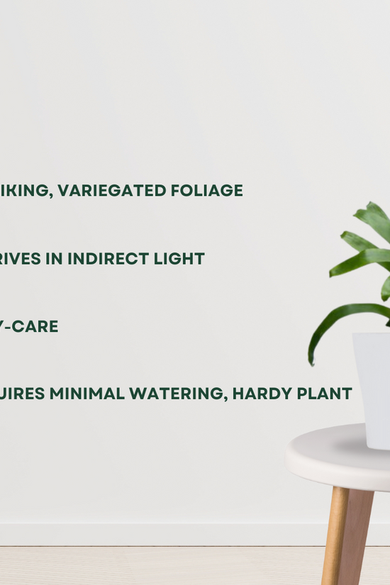 Vriesea Mundo indoor ornamental plant
