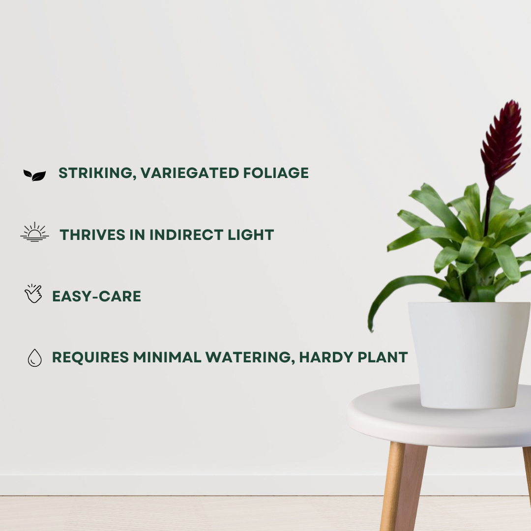 Vriesea Mundo indoor ornamental plant
