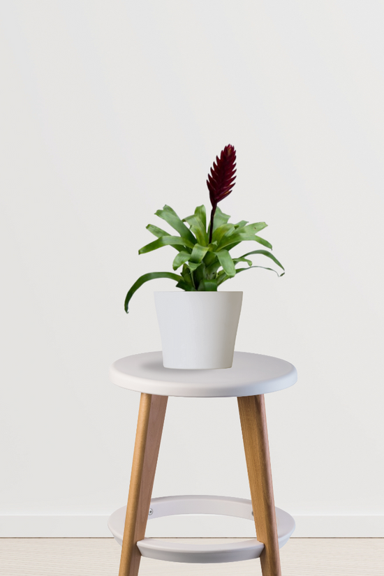 Vriesea Mundo indoor ornamental plant
