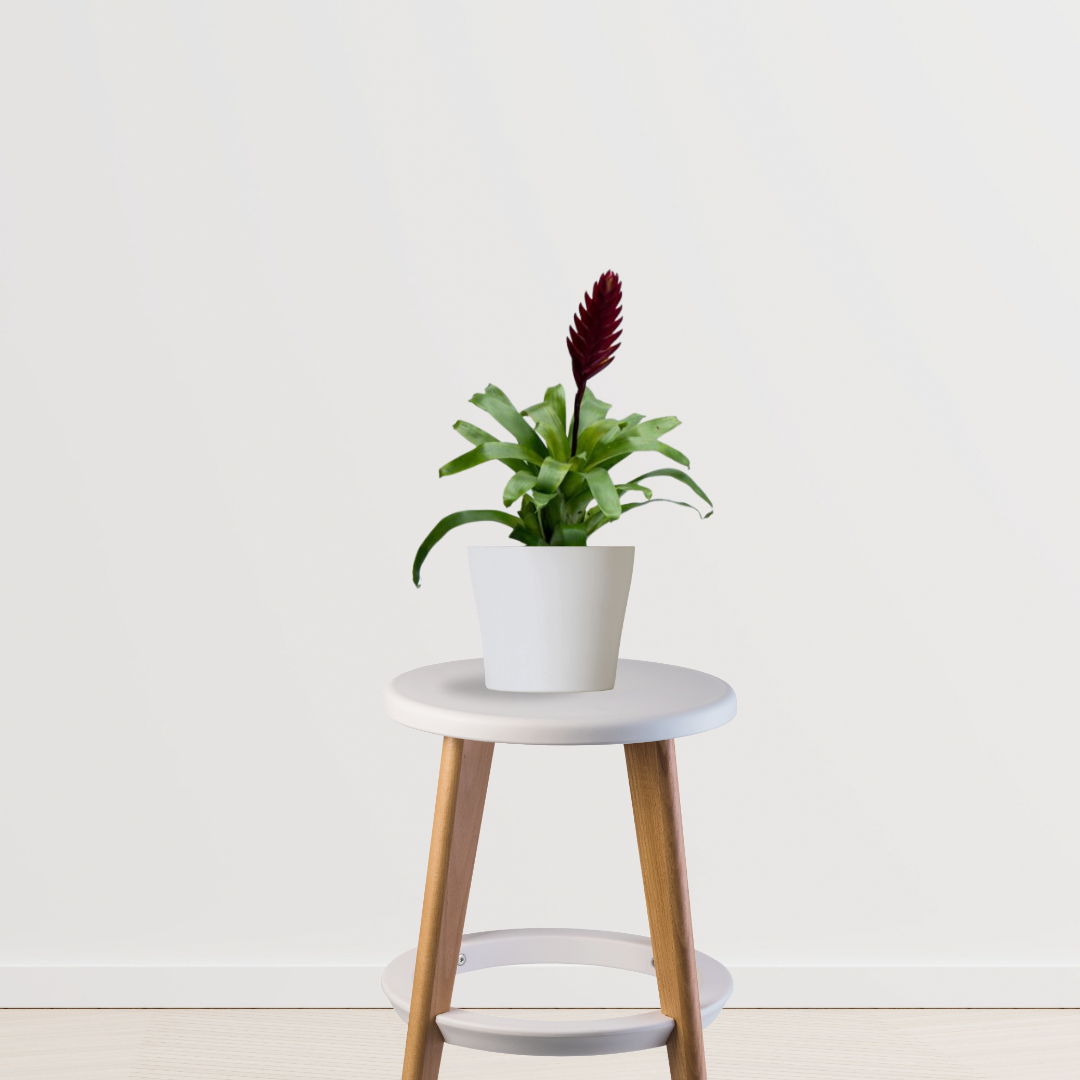 Vriesea Mundo indoor ornamental plant
