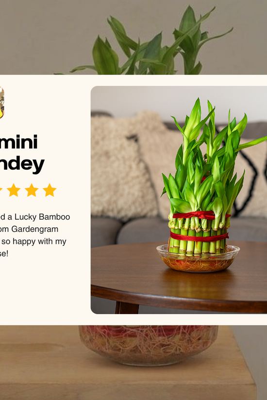 Lucky Bamboo plant in a glass bowl on a wooden table with a five-star review card.