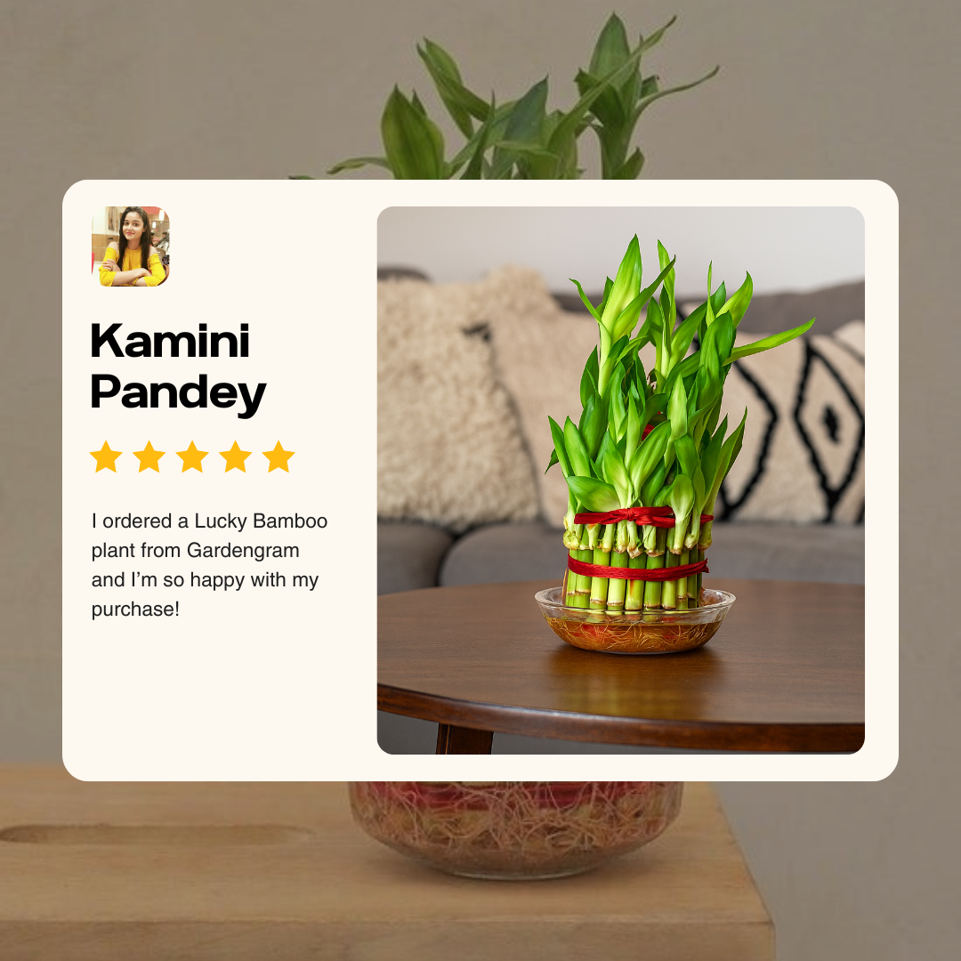 Lucky Bamboo plant in a glass bowl on a wooden table with a five-star review card.