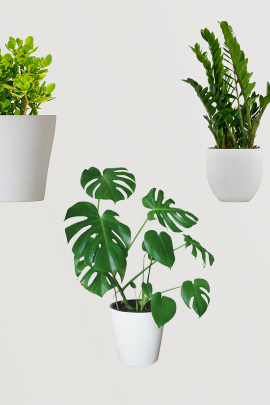 Monstera, Crassula, ZZ plant set
