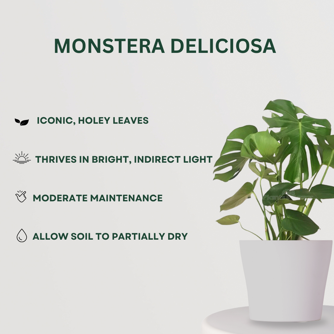 Monstera, Crassula, ZZ plant set

