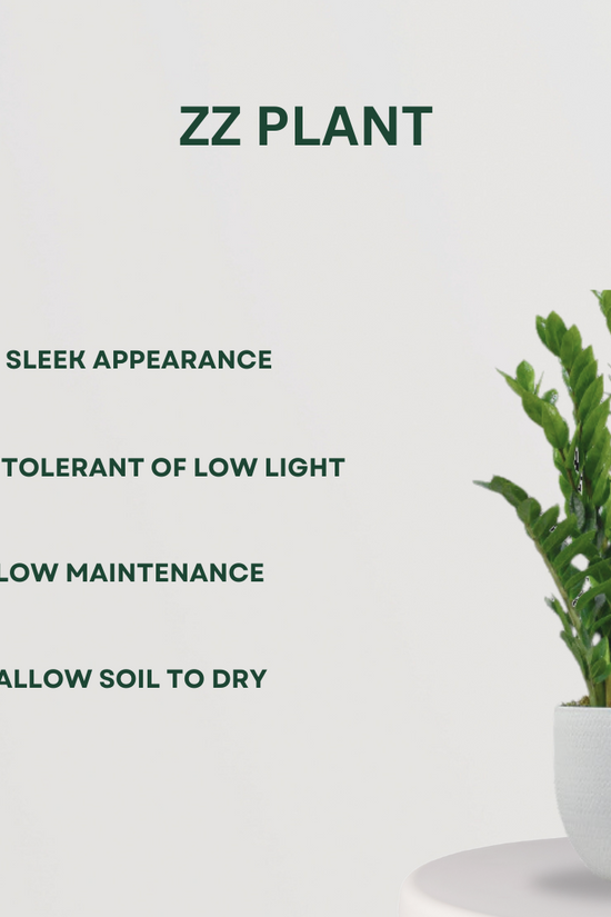 Monstera, Crassula, ZZ plant set
