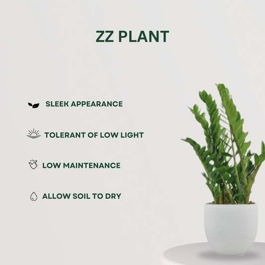 Monstera, Crassula, ZZ plant set
