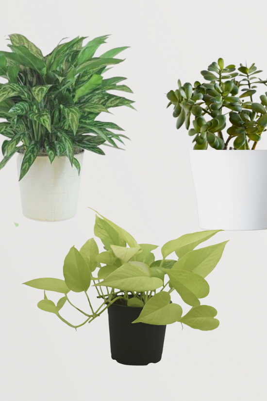Pothos, Jade, Evergreen combo
