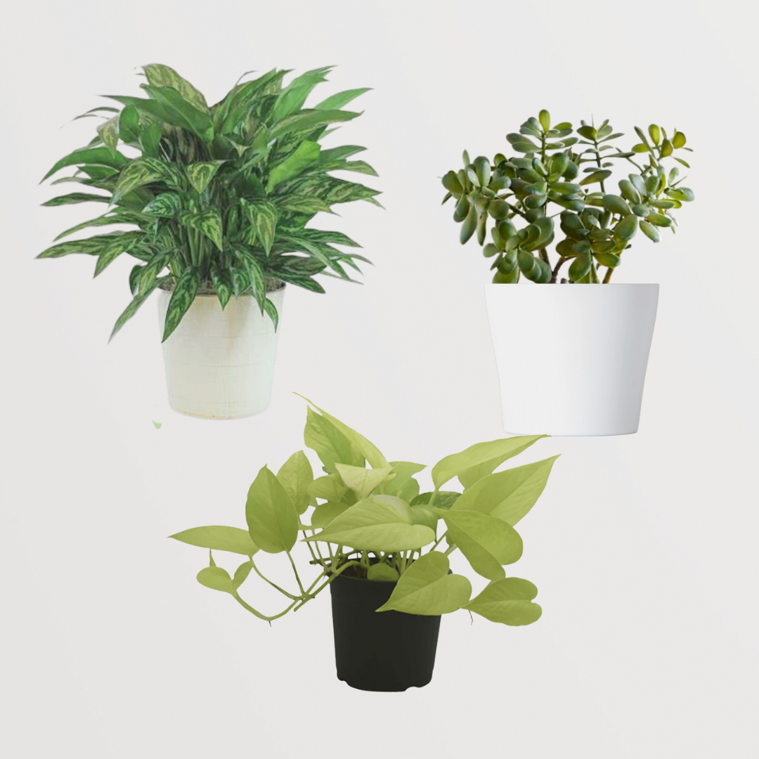 Pothos, Jade, Evergreen combo
