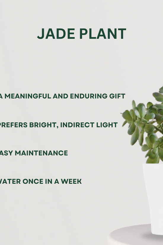 Pothos, Jade, Evergreen combo
