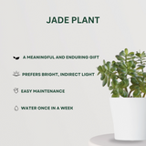 Set of 3 Indoor Plants - Golden Pothos, Jade Plant, Chinese Evergreen - Gardengram