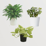 Set of 3 Indoor Plants - Golden Pothos, Jade Plant, Chinese Evergreen