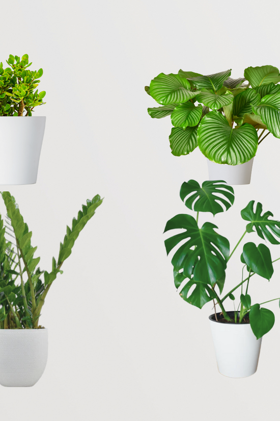 Exquisite plant combo - set of 4
