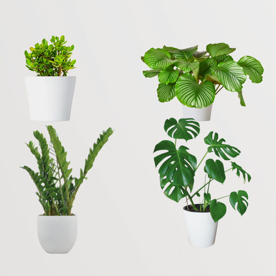 Exquisite plant combo - set of 4
