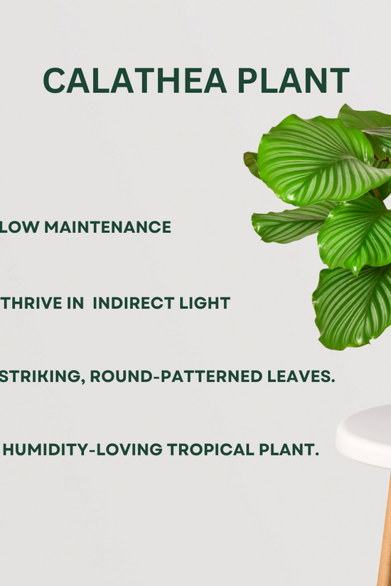 Exquisite plant combo - set of 4
