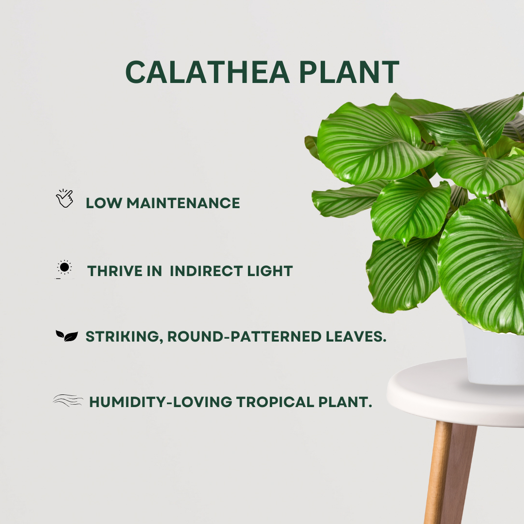 Exquisite plant combo - set of 4
