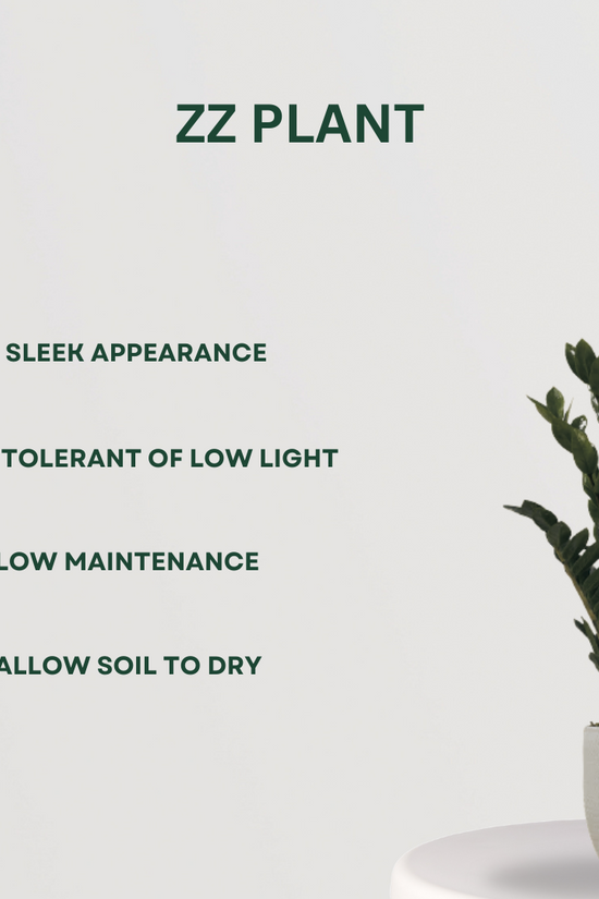 Exquisite plant combo - set of 4
